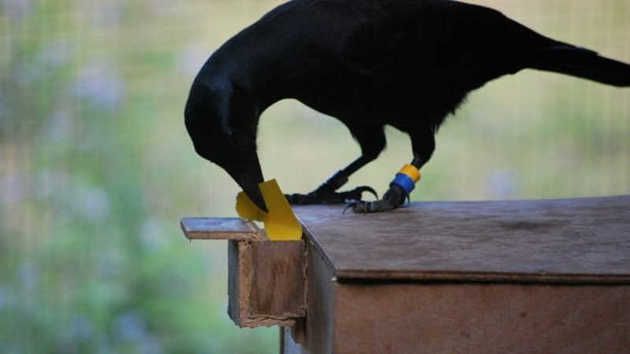 Новокаледонські ворони - найрозумніші птахи у світі. Новокаледонська ворона - один вид птахів, який вміє не тільки використовувати знаряддя праці, а й виготовляти їх для себе.
