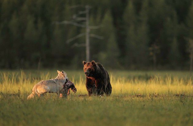 Незвичайну дружбу між вовчицею і ведмедем відобразив фінський фотограф. Він протягом десяти днів спостерігав дружбу вовчиці і бурого ведмедя. Лассі стежив за ними кожну ніч з восьми вечора до четвертої ранку. Звірі один з одним навіть ділилися їжею.