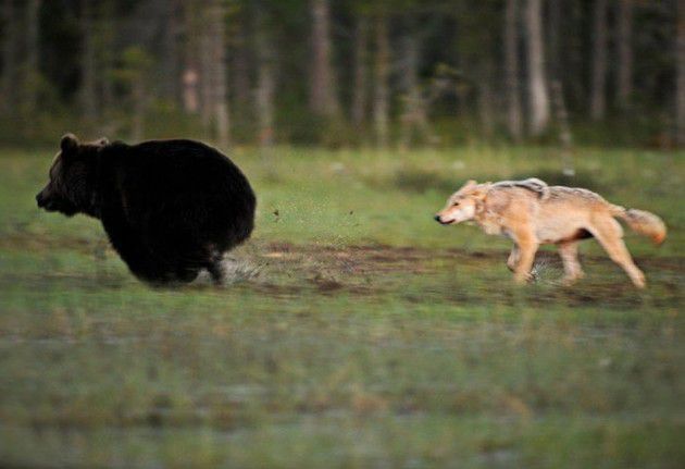 Незвичайну дружбу між вовчицею і ведмедем відобразив фінський фотограф. Він протягом десяти днів спостерігав дружбу вовчиці і бурого ведмедя. Лассі стежив за ними кожну ніч з восьми вечора до четвертої ранку. Звірі один з одним навіть ділилися їжею.