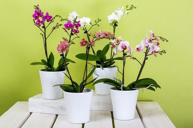 Шість простих порад, щоб орхідеї цвіли частіше та довше. На жаль, орхідея одна з тих квітів, які дуже складно приживаються і саме тому багато господинь придумують всілякі методи порятунку цих чудових рослин.