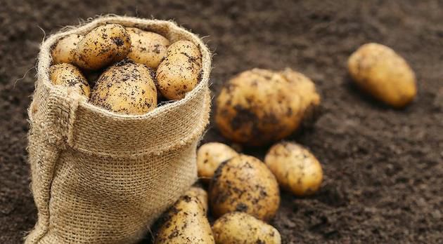 День в історії: 3 грудня в Європу вперше завезли картоплю. Її привезли до Іспанії з Південної Америки, в період з 1570 по 1578 рік. Звідти вона поступово стала поширюватися по Європі.