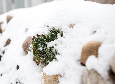 Способи снігозатримання і збереження снігу в саду. Головне багатство зими - сніг. Він безцінний для садівників і городників, оскільки дозволяє без матеріальних витрат захистити від морозів наших зелених друзів.