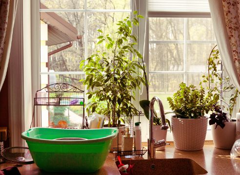 Як підібрати кімнатні рослини на кухню. Для створення затишку обов'язково підберіть різні групи рослин.