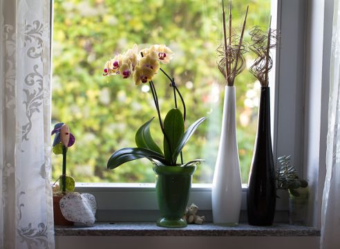 Як підібрати кімнатні рослини на кухню. Для створення затишку обов'язково підберіть різні групи рослин.