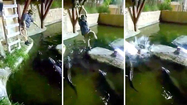 Любитель ризику катався на тарзанці над алігаторами і впав на них. Падіння американця з тарзанки в басейн з алігаторами зняли на відео.