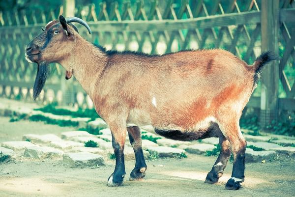 У сербському селі Ранилович, домашня коза з'їла 20 тисяч євро готівкою і поплатилася. Коза з'їла 20 тисяч євро.
