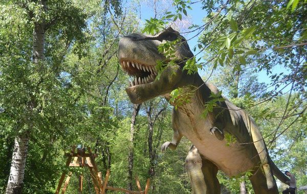 В Австралії знайшли череп невідомого динозавра. Новий вид назвали Weewarrasaurus pobeni — на честь опалового поля Wee Warra біля містечка Лайтнінг Рідж, де були знайдені кістки, і колекціонера Майка Побена, який пожертвував зразки науці. Динозавр був завбільшки з собаку.