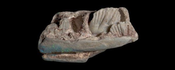В Австралії знайшли череп невідомого динозавра. Новий вид назвали Weewarrasaurus pobeni — на честь опалового поля Wee Warra біля містечка Лайтнінг Рідж, де були знайдені кістки, і колекціонера Майка Побена, який пожертвував зразки науці. Динозавр був завбільшки з собаку.