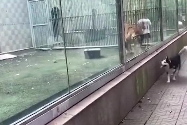 Сміховинне відео тигра і хаскі, які влаштували догонялки через скло. Біганина тварин розсмішила відвідувачів зоопарку і користувачів мережі.