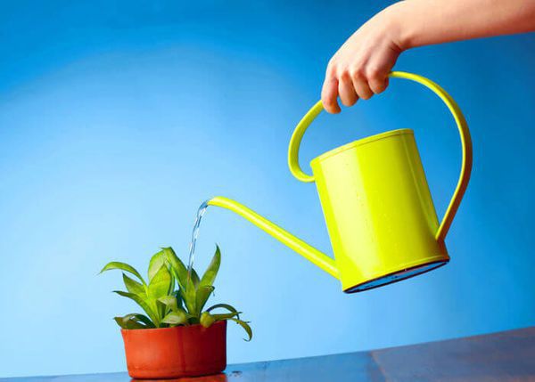 Як правильно поливати кімнатні рослини: корисні поради. Поливати кімнатні рослини можна всякою чистою водою, придатною для пиття, в тому числі і колодязною.