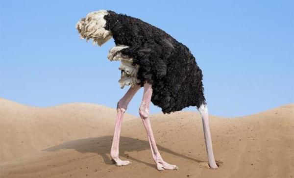 Чи правда, що страуси ховають голову в пісок ?. Виявляється це просто міф, що дійшов до нас завдяки легіонерам стародавнього Риму.