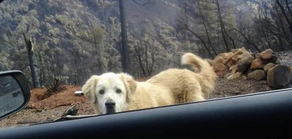 Жінка не змогла забрати пса, коли була евакуація під час пожежі. Він чекав її на згарищі цілий місяць. Пожежі в Каліфорнії стали великою трагедією для багатьох американців.
