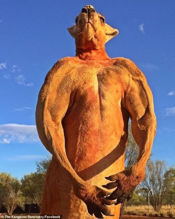 Помер «м'язистий кенгуру» Роджер, який став мемом і одним із символів Австралії. Майже 100-кілограмова тварина вважалася «найбільш накаченою» серед родичів.