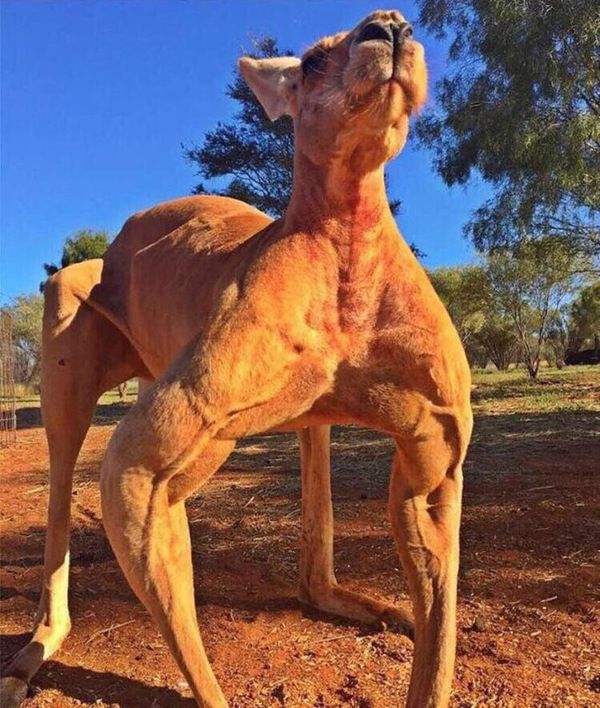 Помер «м'язистий кенгуру» Роджер, який став мемом і одним із символів Австралії. Майже 100-кілограмова тварина вважалася «найбільш накаченою» серед родичів.