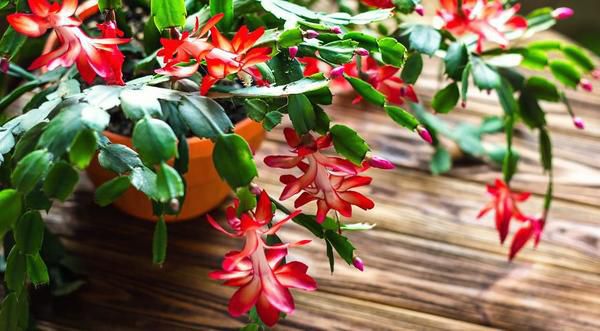 Різдвяний затишок: кімнатні рослини для новорічної атмосфери. Які ж квіти особливо охоче купують саме під це свято у різних країнах?