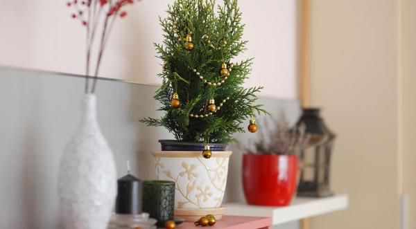 Різдвяний затишок: кімнатні рослини для новорічної атмосфери. Які ж квіти особливо охоче купують саме під це свято у різних країнах?