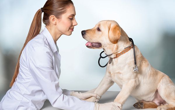 Вчені виявили, що собака може виявити розвиток раку в людини. Дослідженняння, які проводилися у лабораторних умовах підтвердили цю здатність тварин.