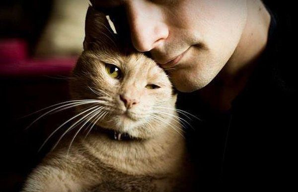 Кілька ознак того, що ваш кіт вас обожнює. Важко завоювати любов цих пухнастих хуліганів.