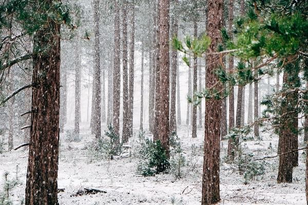 Прогноз погоди в Україні на 13 грудня 2018: місцями сніг, ожеледиця. 13 грудня, опади в Україні ослабнуть, лише у західних областях очікується снігопад, температура опутиться до - 5° морозу.