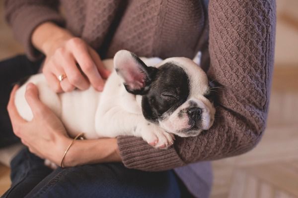 Собака це не лише найкращий друг, але й прекрасна терапія для здоров'я. Ми розповімо вам 10 наукових фактів, які доводять, що собаки позитивно впливають на здоров'я їх власників.