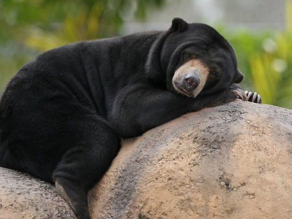Малайський ведмідь бируанг: цікаві факти про найменшого представника сімейства ведмежі. Мініатюрний, але грізний хижак. Бируанг – так називається найменший ведмідь у світі. Він же є найбільш рідкісним ведмедем на планеті.