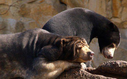 Малайський ведмідь бируанг: цікаві факти про найменшого представника сімейства ведмежі. Мініатюрний, але грізний хижак. Бируанг – так називається найменший ведмідь у світі. Він же є найбільш рідкісним ведмедем на планеті.