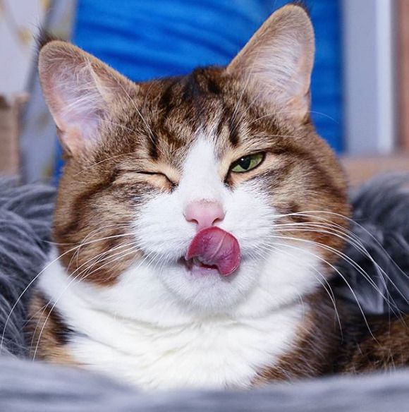 Найемоційніша кішка Рексі. Рексі із задоволенням показує господареві язик і чекає вдалого кадру.