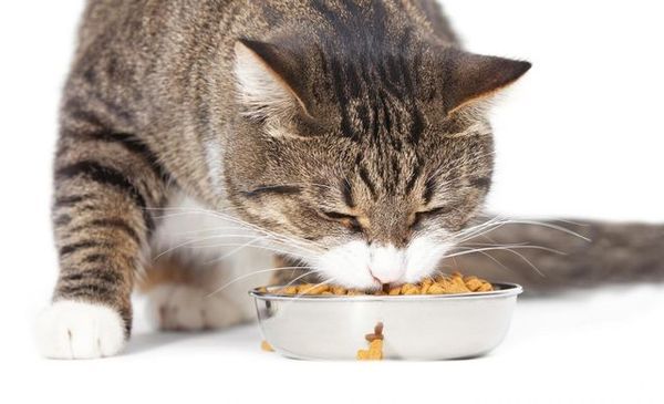 Про це потрібно знати: чому кіт весь час просить їсти. Як пояснити це, і які можуть бути причини, ми розповімо у нашому матеріалі.