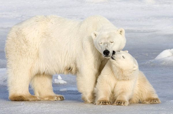 Білий ведмідь: цікаві факти з життя незвичайних тварин Півночі. Одного разу доторкнувшись поглядом до цього казкового велетня, неможливо не захопитися його величчю і красою!