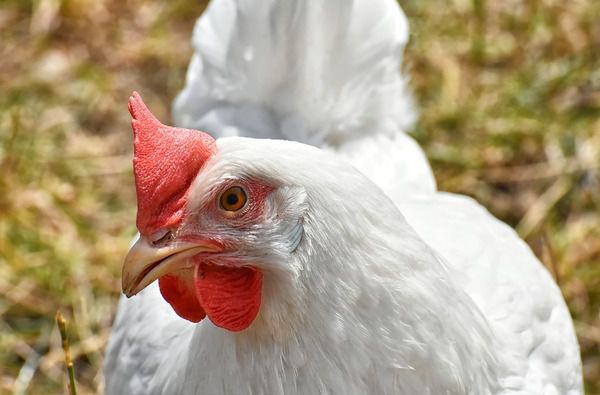 Сінгапур буде купувати українську курятину. Україна отримала право експорту м'яса птиці та яєць в Сінгапур.