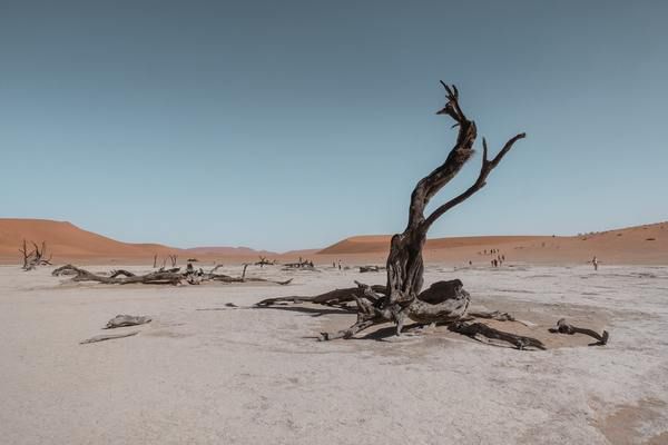 У тварин пустелі розвинулися властивості, які дозволяють пристосуватися до унікального клімату пустель. Кожна пустеля являє такий регіон, в якому можливе існування особливих видів тварин, пристосованих до перебування саме в цій пустелі.