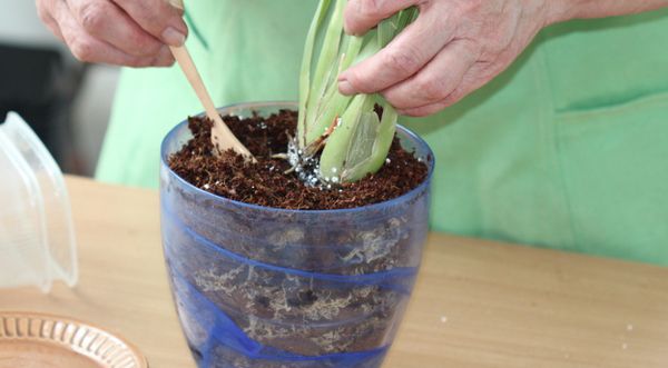 Рятуємо орхідею від засихання. Навіть якщо листя у орхідеї пожовкло і почало сохнути, а коріння стало коричневим, її ще можна врятувати.