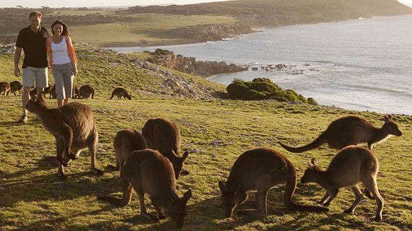 Чек-лист початківця натураліста: яких тварин ви можете побачити на острові Кенгуру в Австралії?. Ніщо не викликає інтерес у туристів, як можливість поспостерігати за тваринами в їх природному середовищі існування.