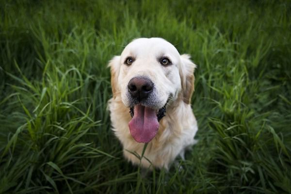 8 причин дивної поведінки Вашого собаки. Це наша природна тенденція - проектувати наші людські риси та емоції на собак, але поки ви не побачите, як ваша собака качається в грязі. Ви просто не можете це пояснити, але ці експерти-собаководи можуть.