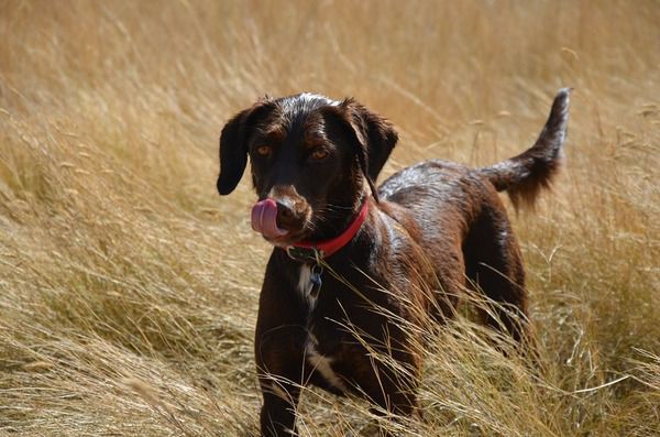 8 причин дивної поведінки Вашого собаки. Це наша природна тенденція - проектувати наші людські риси та емоції на собак, але поки ви не побачите, як ваша собака качається в грязі. Ви просто не можете це пояснити, але ці експерти-собаководи можуть.