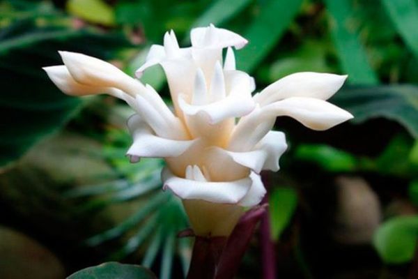 Квітка калатея: вирощування, пересадка та догляд в домашніх умовах. Рослина вибаглива у догляді, тому її не рекомендують для вирощування початківцям квітникарям.