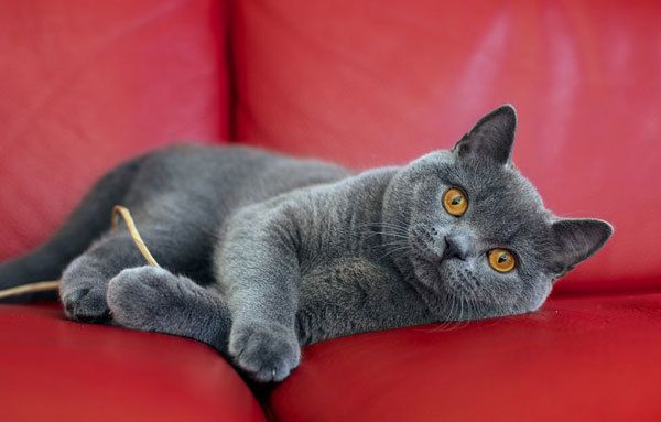 Кіт у міській квартирі: яка користь домашнього улюбленця?. Одним словом, від котів більше користі, ніж шкоди. Вони роблять світ, а отже, і нас, добрішими.