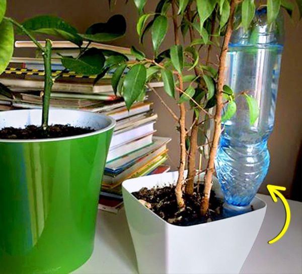 Догляд за кімнатними рослинами: як можна автономно поливати квіти. Ці поради допоможуть вам і обов'язково стануть у нагоді.