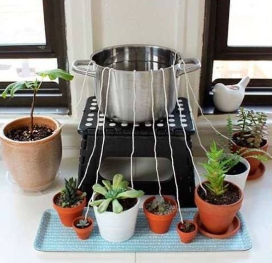 Догляд за кімнатними рослинами: як можна автономно поливати квіти. Ці поради допоможуть вам і обов'язково стануть у нагоді.