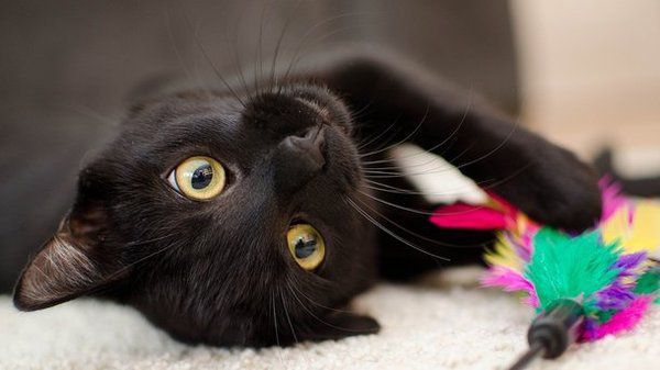Примітки про чорних кішок в домі: погляд народної мудрості