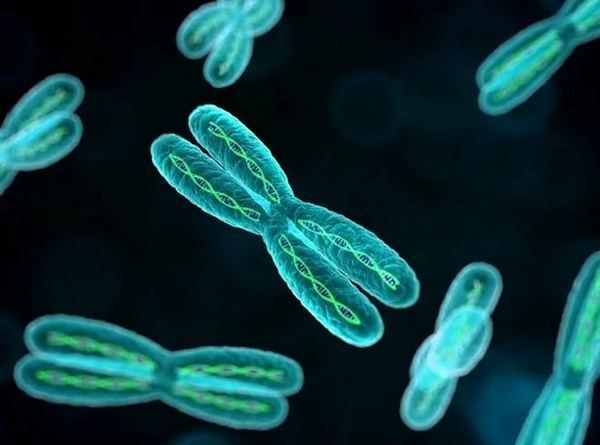Вчені: друга Х-хромосома може впливати на тривалість життя. Вчені показали, що більша тривалість життя у жінок може бути пов'язана з наявністю другої Х-хромосоми.