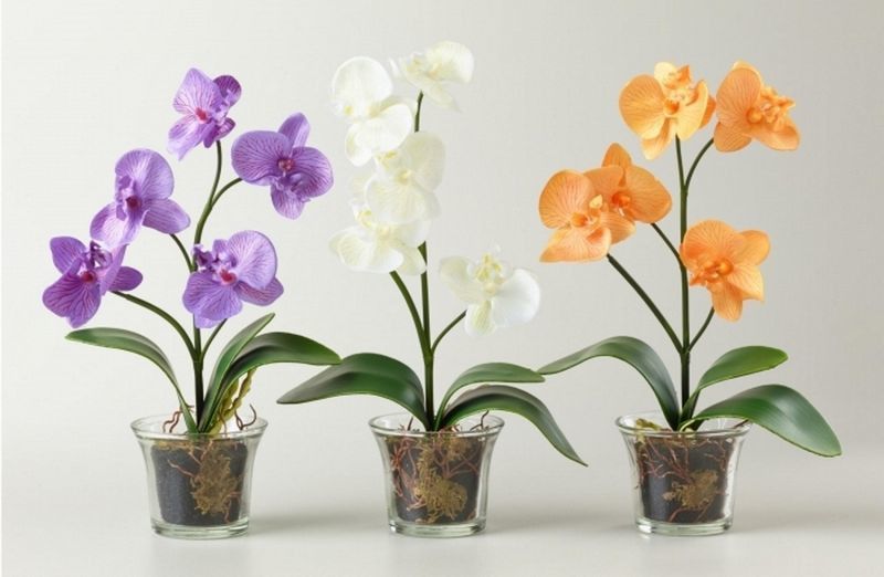 Як поливати орхідею взимку і чи потрібно її пересаджувати. В основному всі орхідеї теплолюбні рослини, тому важливо приділити їм особливу увагу взимку.