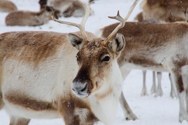 Цікаво знати: чому на Різдво в північних оленів змінюється колір очей. Протягом десяти років вчені з'ясовували, як це відбувається, і нарешті дійшли до висновку.