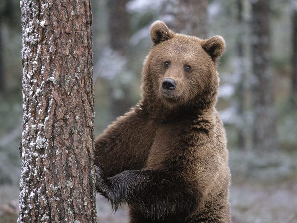 Що відбувається з ведмедями під час зимової сплячки і чому вона необхідна?. Зимова сплячка — закономірне циклічне явище, властиве лише окремим видам, а, отже, спадкова особливість тварин.