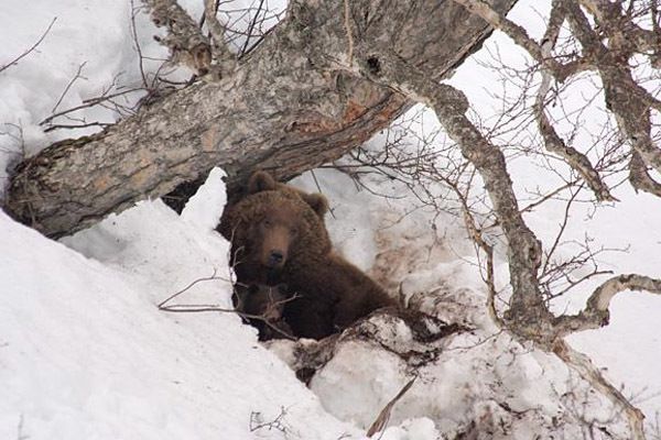 Що відбувається з ведмедями під час зимової сплячки і чому вона необхідна?. Зимова сплячка — закономірне циклічне явище, властиве лише окремим видам, а, отже, спадкова особливість тварин.