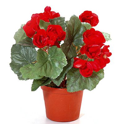 Кімнатні рослини, які будуть радувати вас своїм цвітінням в холодну пору року!. Сьогодні ми розкриємо основні секрети догляду за квітучими рослинами взимку.