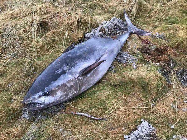 У Шотландії шторм викинув на берег 2-метрового тунця. Всі були вражені.