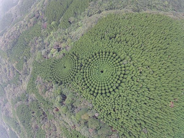 Це не справа рук інопланетян, а експеримент вчених. У японському лісі з'явилися дивні кола. Круги на полях.
