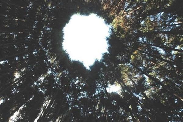 Це не справа рук інопланетян, а експеримент вчених. У японському лісі з'явилися дивні кола. Круги на полях.