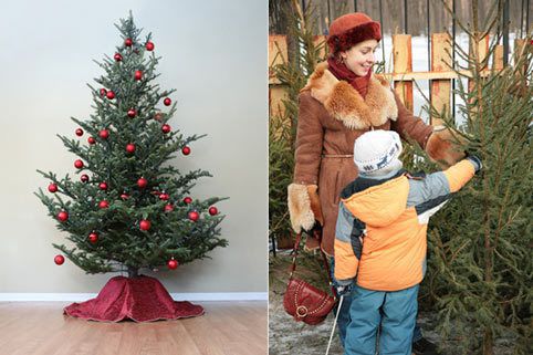 Поради, аби ялинка довше стояла в будинку і тішила око. Святкове новорічне дерево хочеться якомога довше зберегти свіжим, красивим і ошатним.